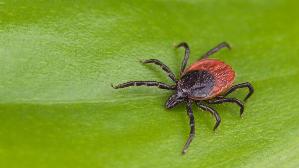 Travelers Are Unknowingly Smuggling Invasive Ticks Into the U.S.