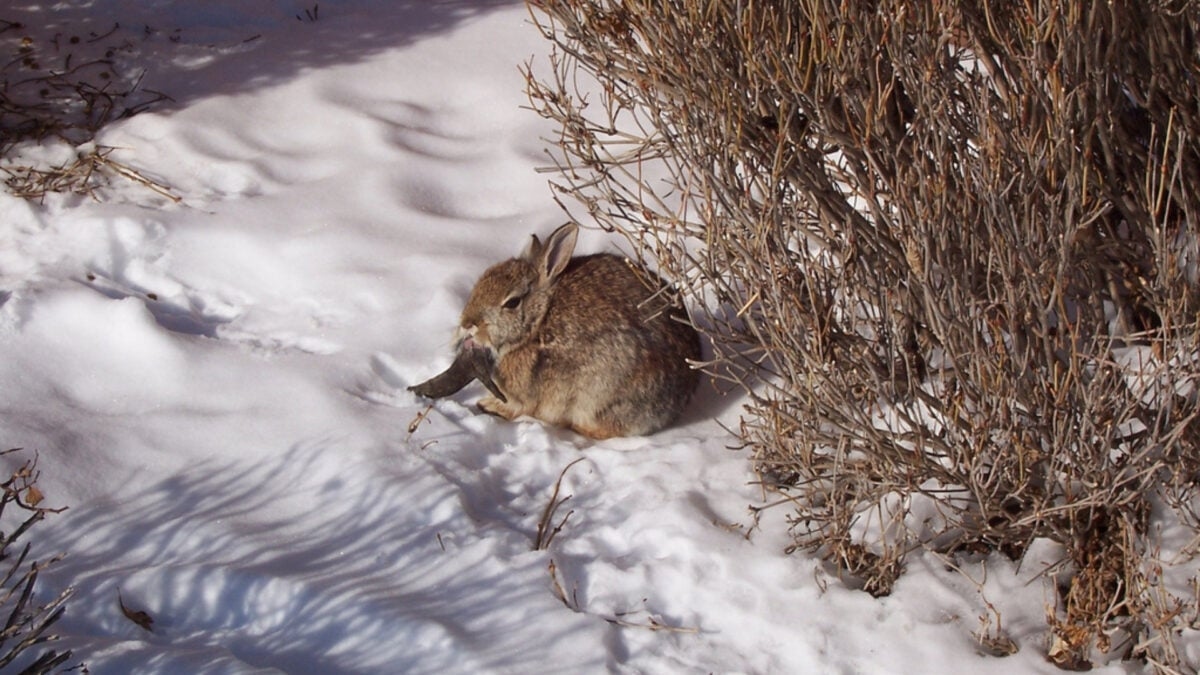 Colorado Residents Are Spotting Weird-Looking Rabbits With Black Horns and Mouth Tentacles