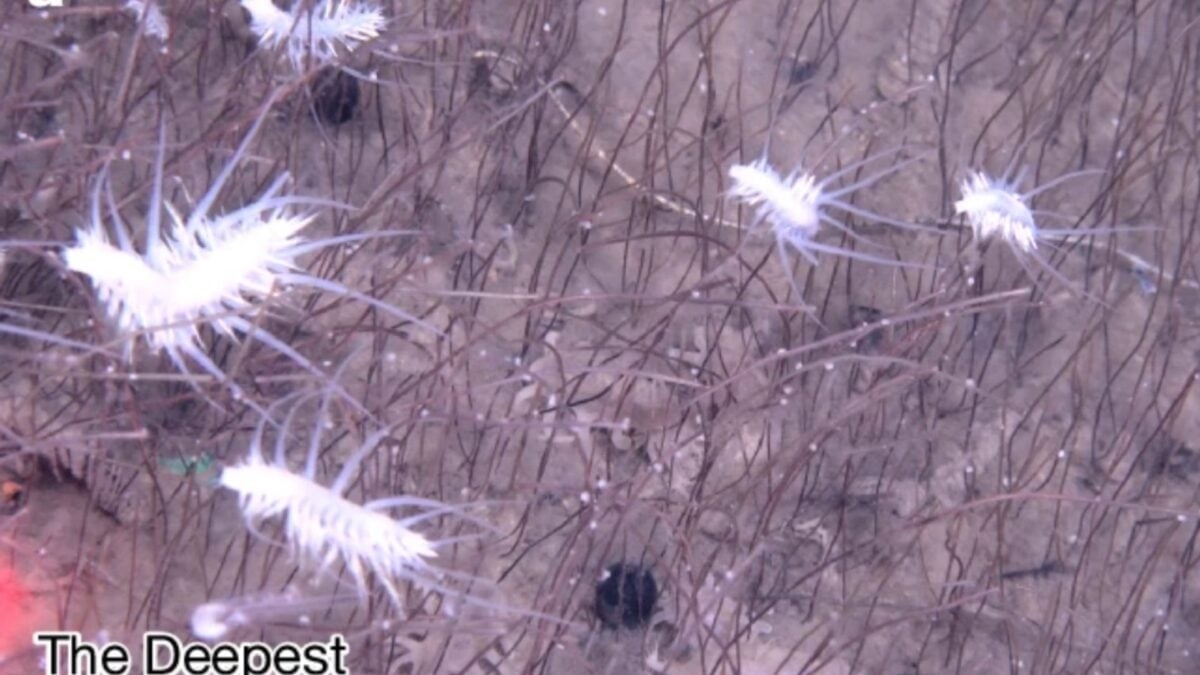 Wild Video Captures Alien-Like Creatures Thriving in the Deepest Ocean Ecosystem