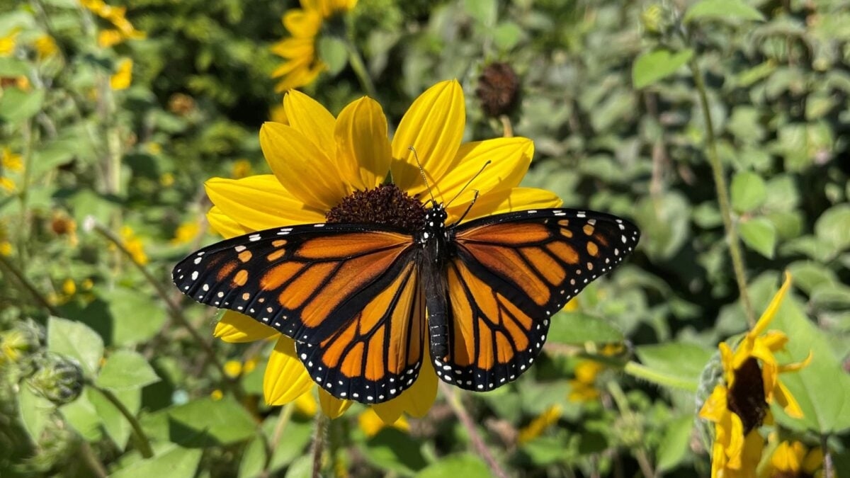 Monarch Butterflies Are Losing Their Navigational Abilities. You Can Guess Why