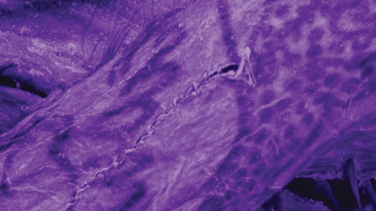 Impossibly Intricate Tattoos Found on 2,000-Year-Old ‘Ice Mummy'