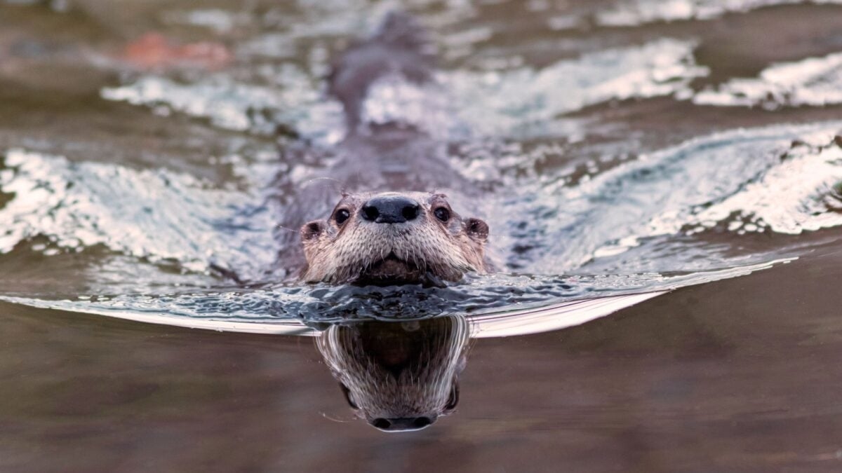‘Weird Looking' Otter Poo Reveals an Unexpected Role in Parasite Control