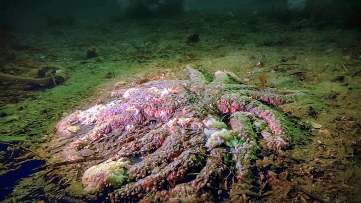 A Mystery Killer Wiped Out Billions of Sea Stars. Biologists Just Solved the Case.