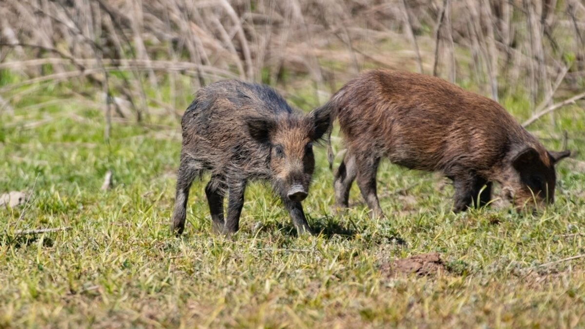 Wild Pigs in California Are Turning Neon Blue on the Inside, Officials Warn