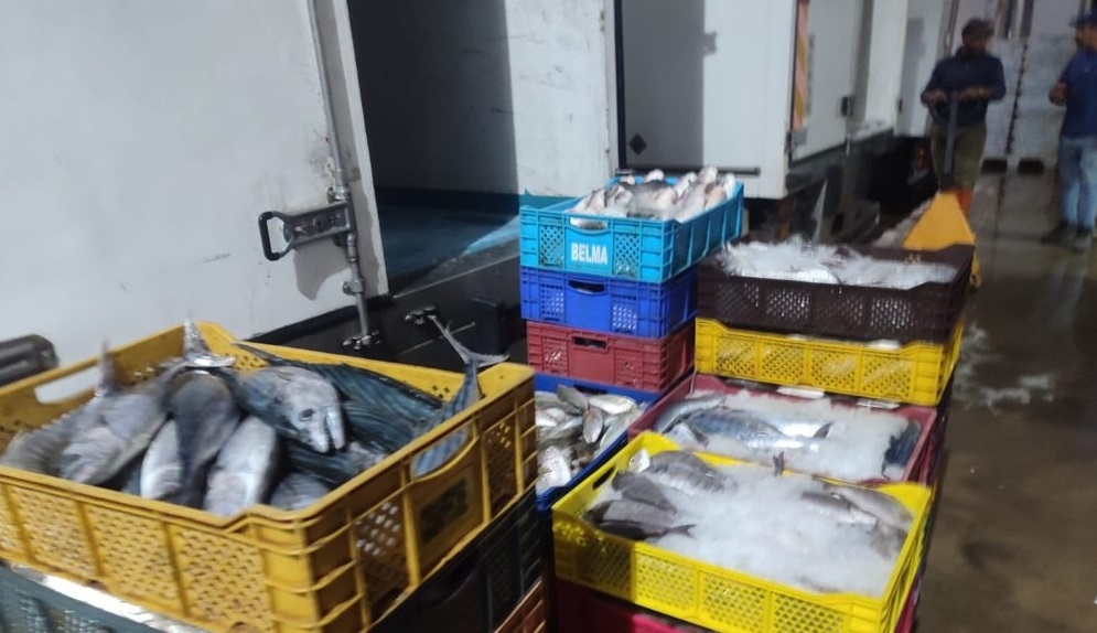 ضبط 11 طنا من السمك المهرب بوحدة صناعية بالداخلة