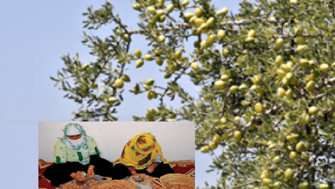 أكادير تخلد اليوم العالمي لشجرة الأركان