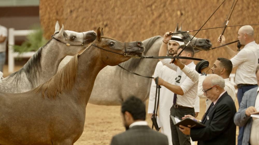 الرباط: الاحتفاء بالخيول العربية الأصيلة خلال كأس الإمارات العالمية لجمال الخيول العربية