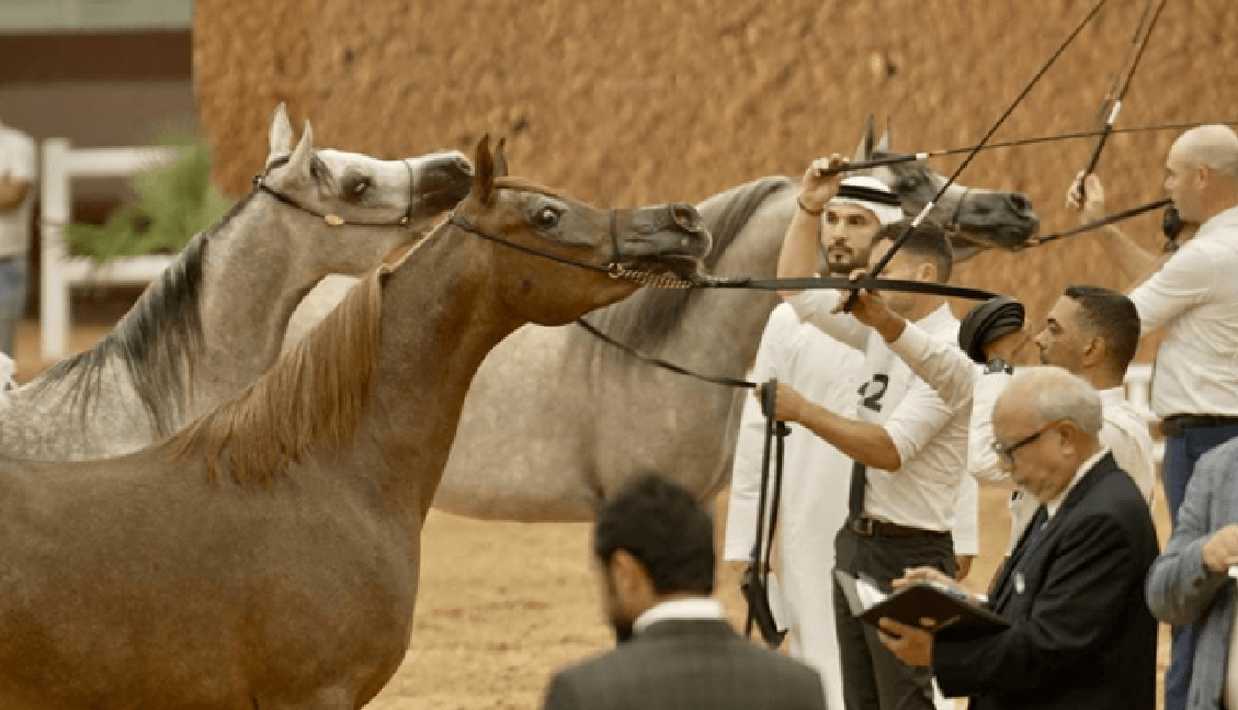 الاحتفاء بالخيول العربية الأصيلة خلال كأس الإمارات العالمية لجمال الخيول العربية