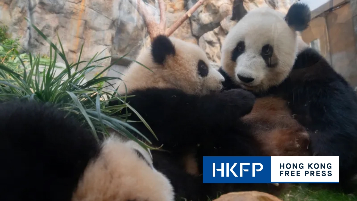 Hong Kong's first giant panda twins named Jia Jia and De De, Ocean Park announces