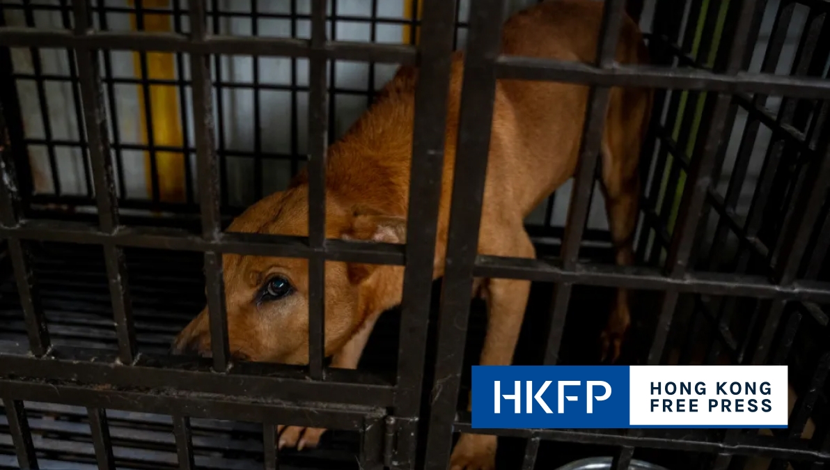‘Adopt, don't shop,' Consumer Council says after finding most online pet sellers suspected of conducting illegal business