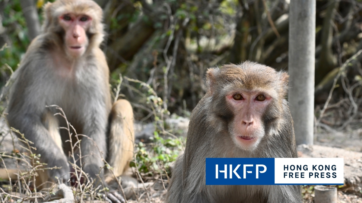 AI surveillance cameras helped prosecute 6 people for monkey feeding, Hong Kong gov't says