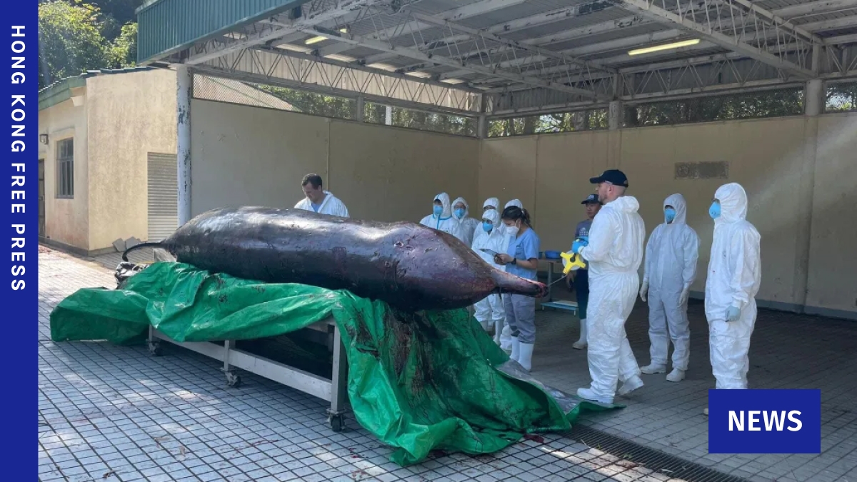 Over one-third of 41 cetacean strandings in Hong Kong last year linked to human activities, NGO says
