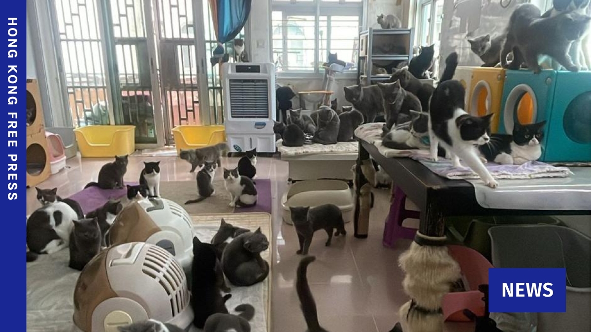 Animal NGO inundated with offers of support as it seeks permission to rehome over 300 cats discovered in flat