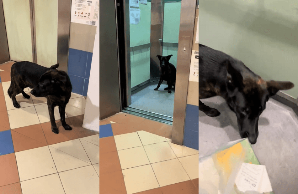 (Video) Netizens LOL At Muslim Delivery Rider's Reaction To A Dog Joining Him In A Lift