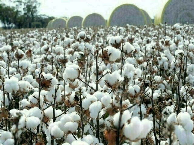Cotton market remains steady with satisfactory volume