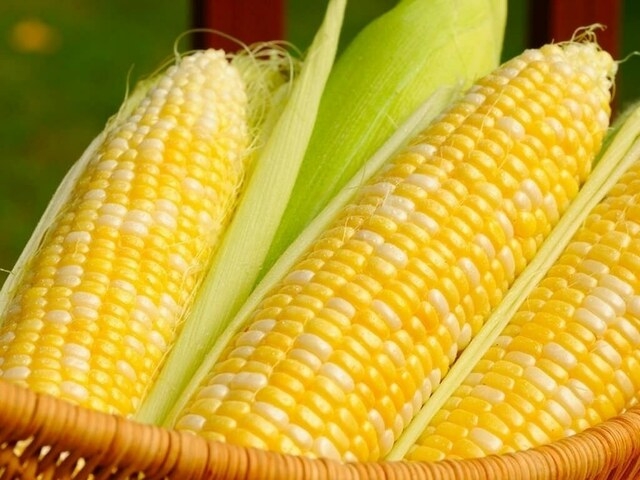Experts suggest continuation of hybrid maize in Pakistan