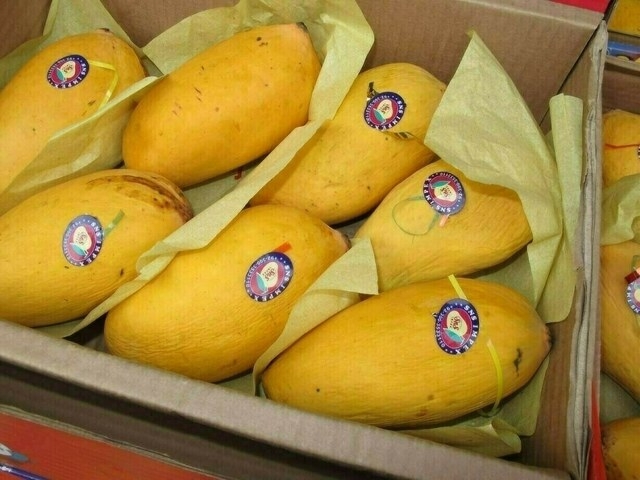 Mango cultivation: PHDEC hosts webinar to address climate change impacts