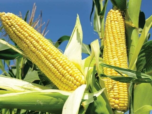 South Korea's MFG tenders for up to 140,000 tons of corn