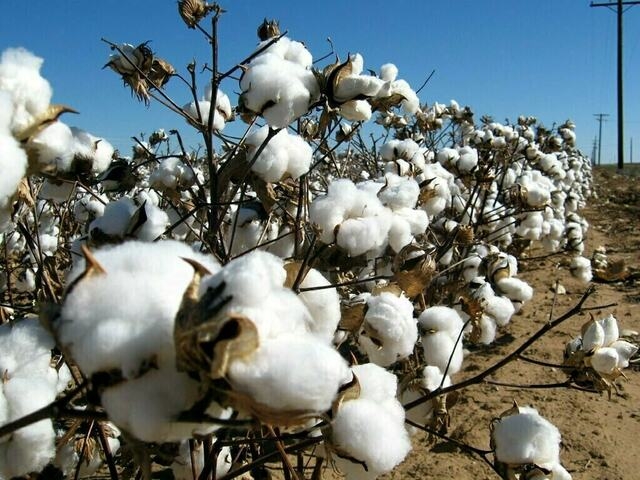 Mills show little interest in fresh buying