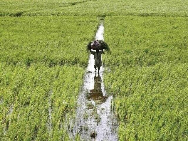 SCA concerned over prevailing water shortage