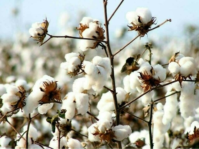 Weekly Cotton Review: Prices surge amid improved trading volumes