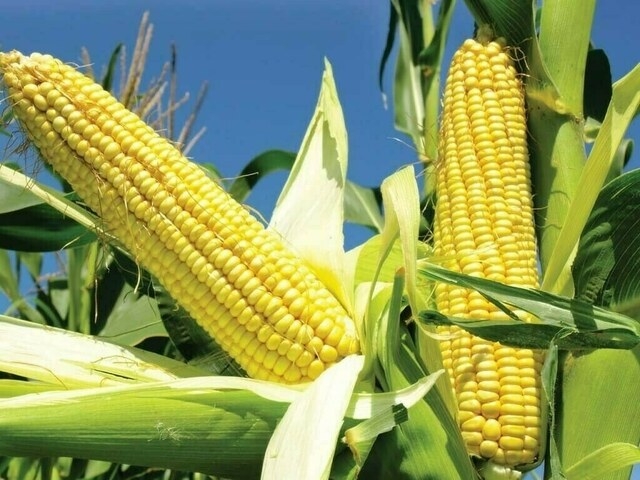 South Korea's buys up to 70,000 tons of corn