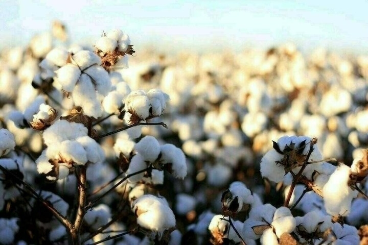 National cotton policy: KCA hails APTMA-PCGA decision
