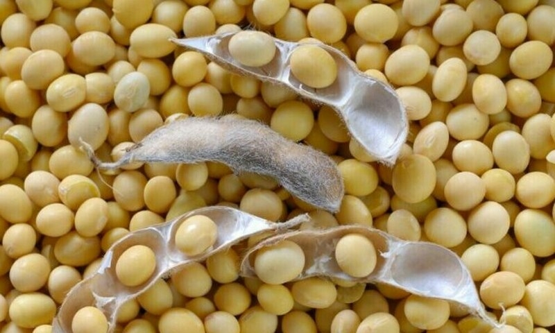 Chicago soybeans, corn higher ahead of US-China trade talks