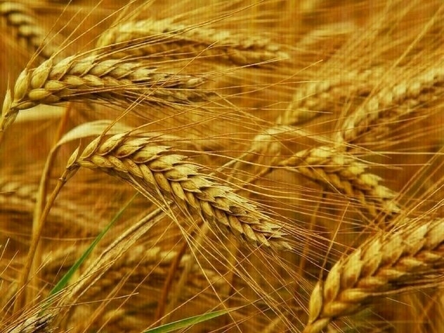 Chicago wheat stumbles on improved harvest prospects