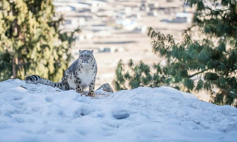 WWF-Pakistan opposes snow leopards' transfer to Moscow