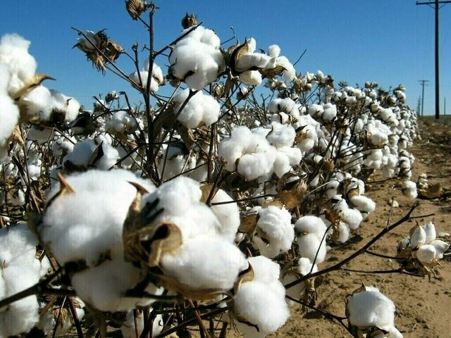 Weekly Cotton Review: Trading activity remains subdued