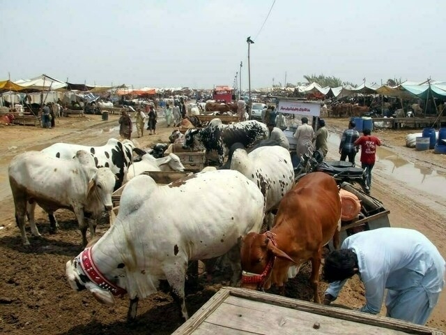Cattle market: sudden burst of activity in Karachi