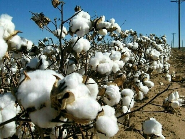 See-saw session prevails on cotton market