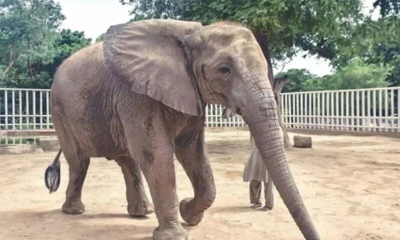 Jumbo task: 400 pills a day for elephants with TB