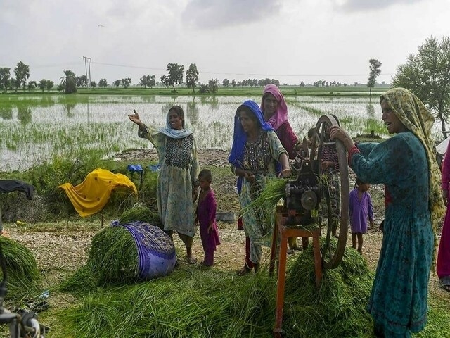 Sindh to establish special desk for women farmers: Minister
