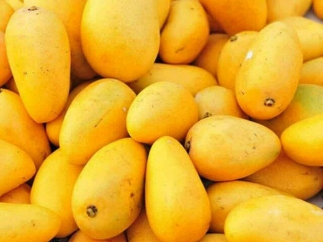 Pakistan set to launch $100m mango-export drive on 25th
