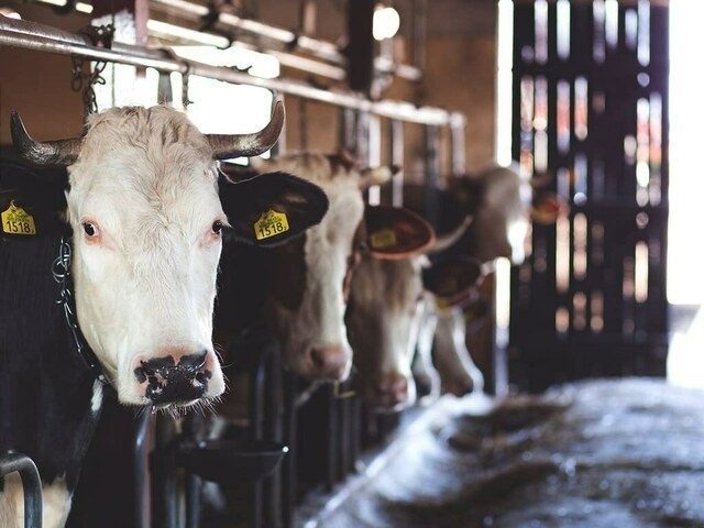 Minister, DG GCLI discuss animal breed improvement