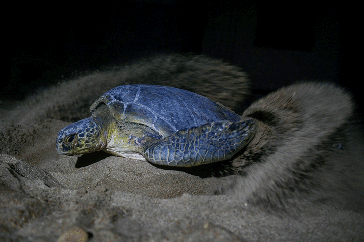 WWF-Pakistan for conserving migratory turtle species