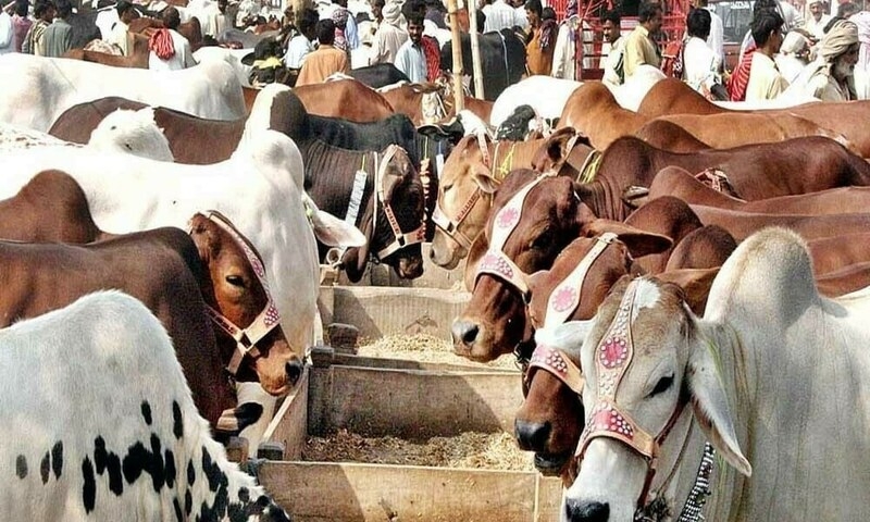 ‘Digital cattle market' auctions conducted across Punjab