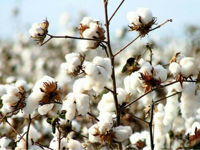 Weekly Cotton Review: Trading activities remain limited