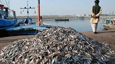 Sindh, Balochistan: Stakeholders consulted on national fisheries & aquaculture policy