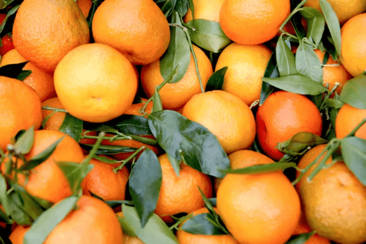 Rs1.2bn allocation made to revive citrus industry