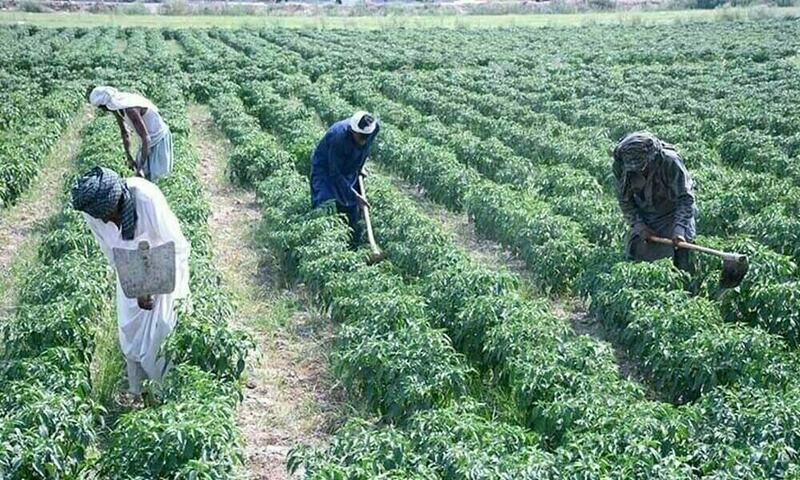Aurangzeb for financing facilities to small farmers in Pakistan