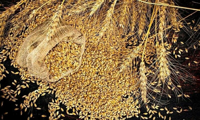 PASSCO's wheat reserves will not be released into open market: minister