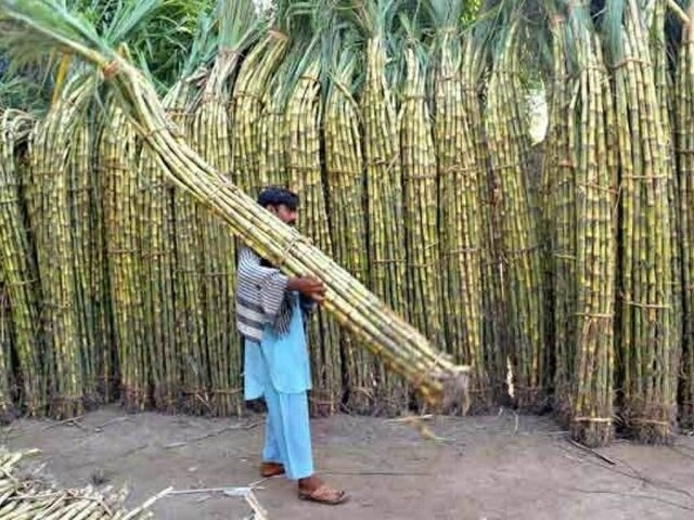 Over five-year period: NA body concerned at data of increase in sugarcane yields
