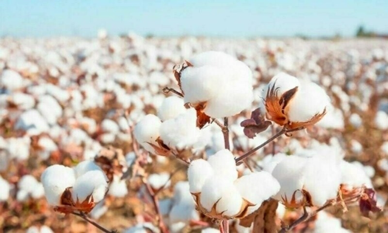 Local cotton: Govt working to abolish 18pc GST: minister