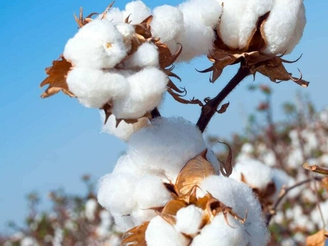 Cotton market: Less buying interest keeps buyers away