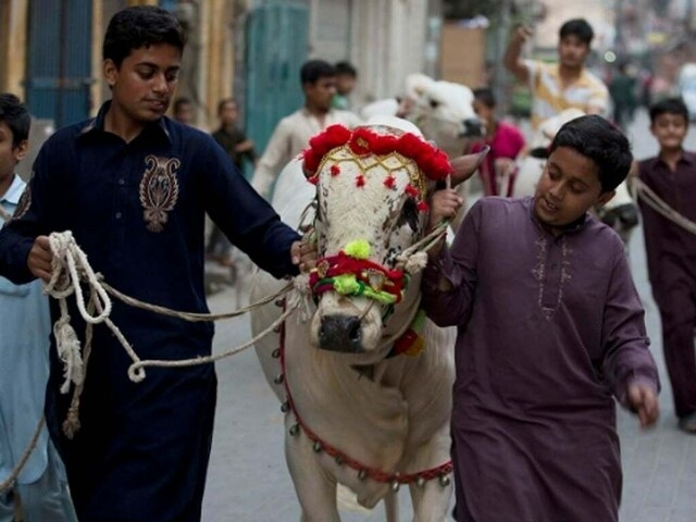 Six markets set up in Lahore for sale and purchase of animals