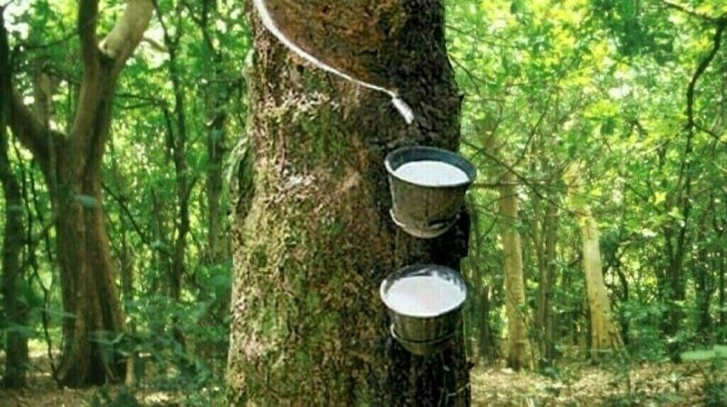 Japanese rubber futures lower on firmer supply outlook