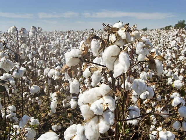 Modest business activity on cotton market
